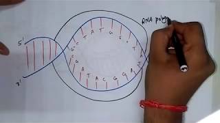 DNA transcription in hindi [upl. by Woodrow]