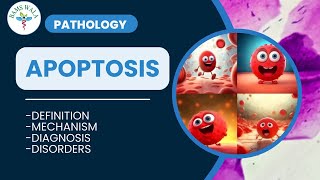 APOPTOSIS  PATHOLOGY  MBBS  BAMS  By BAMS WALA [upl. by Siduhey584]