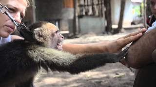 Isla Ometepe  Nicaragua WhiteFaced Capuchin Rescue [upl. by Gahan]