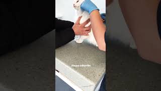 Cat microchipping  How to microchip your cat microchip shorts [upl. by Anirroc992]