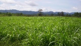 Características del Ensilaje de Maiz y Pasto Tifton 85  TvAgro por Juan Gonzalo Angel [upl. by Einnel]