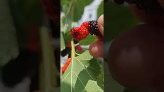 What Happens When You Harvest Mulberry Fruits at the RIGHT Time [upl. by Cosmo627]