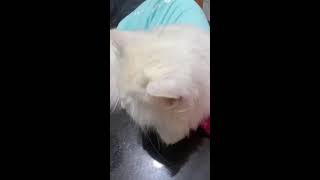 Episode 91 treatment sick dog positive parvo virus [upl. by Aidam]