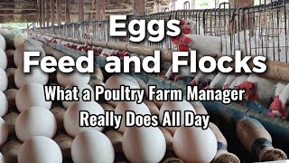 Eggs Feed and Flocks What a Poultry Farm Manager Really Does All Day Thursday [upl. by Nawk]