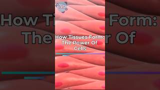 How Tissues Form The POWER of Cells 💪 [upl. by Nim]