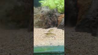 My new video on shrimp tank 😋  srimp betashorts shorts aquariumfish [upl. by Hebner]