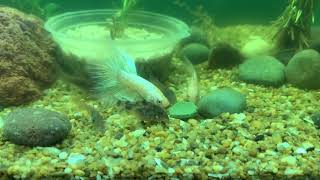 Pez betta con corydoras [upl. by Procora]