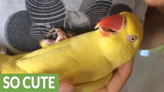 Parrot furiously squawks when owner stops petting her [upl. by Roberta379]