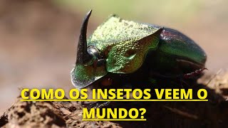 o INCRÍVEL MUNDO dos INSETOS  Documentário dublado HD [upl. by Afira]