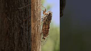 El SONIDO de las CIGARRAS faunasalvaje biología especies curiosidades chicharras cocoras [upl. by Gio570]