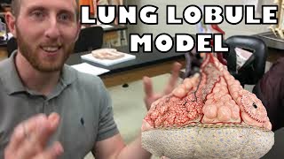 Lung Lobule Model with subtitles  Ohio University  Anatomy amp Physiology [upl. by Raybourne]