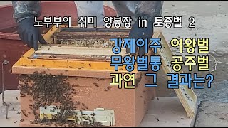 노부부의 취미 양봉장 in 토종벌 2 l 여왕벌 강제이주 및 공주벌 생산 9일 후 성공 실패 [upl. by Atorod55]