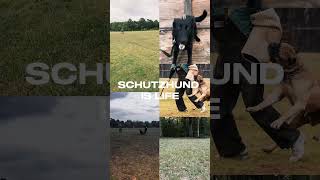 Schutzhund Training Protection Dog Training in Alabama schutzhund protectiondog igptraining [upl. by Lyrrad530]