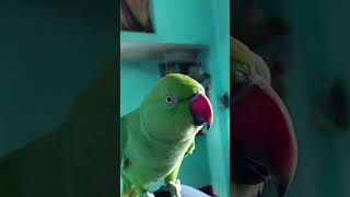 New parrot 🦜 voice shorys viral parrot voice [upl. by Acisey]