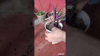 Rhoeo Plant nursery plant gardening ytshorts [upl. by Einned]