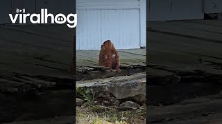 Groundhog Does Morning Meditation  ViralHog [upl. by Aretina]