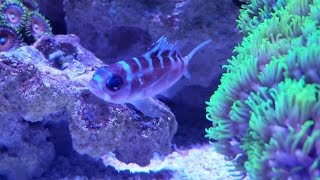 15 G Nano Reef – Chalk Bass Creature Feature [upl. by Anatol]