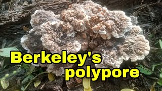 Berkeleys polypore fungi [upl. by Ely877]