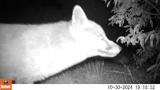 Fox cam  A couple of visitors last night Part 2 [upl. by Ecnarwal]