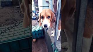 Beagle puppy malayalam comedy shortsfeed shortsvideo viral [upl. by Combes]