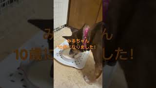 アトリエミヤモトの愛犬ミルヒが10歳になりました。おめでとう㊗️これからも元気で一緒にいようね。 [upl. by Carothers]