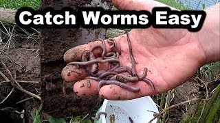 How to Catch Worms in Your Backyard  No Digging  How to Find Worms for Fishing [upl. by Aleel]