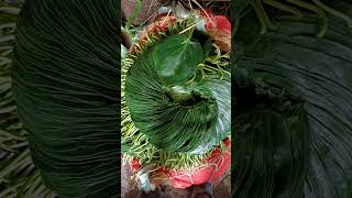 KOLKATA BETEL LEAF 📞9593156807 TOP QUALITY KWA MANA  MEETHA PAN BIDA WHOLESALE  मीठा पान होलसेल [upl. by Fishbein105]