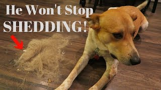 How to Stop your Dog from SHEDDING [upl. by Uaerraj]