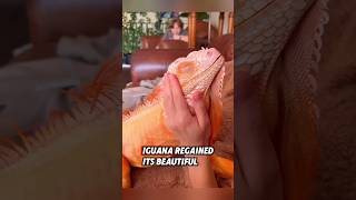 This helpless iguana was lucky to meet a kind man who helped it gain a new life rescue iguana [upl. by Zimmer450]