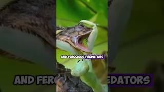 The Most Powerful Insect Predators Praying Mantises Remarkable Hunting Skills [upl. by Breskin]