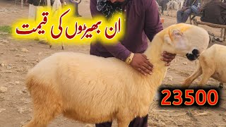 Bher mandi  Mundra goat farm 5 December 2024 [upl. by Chancelor]