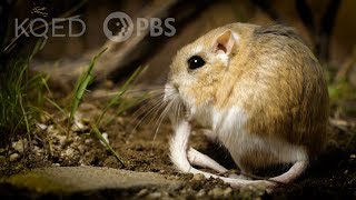 Kangaroo Rats Are Furry SpringLoaded Ninjas  Deep Look [upl. by Noam]