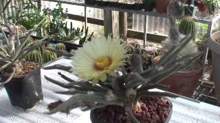 Astrophytum caputmedusae [upl. by Zinn]