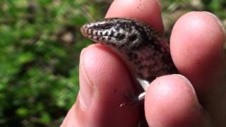 Ocellated skink [upl. by Goddart185]