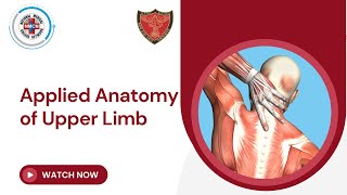 Applied Anatomy of Upper Limb [upl. by Suiravaj]