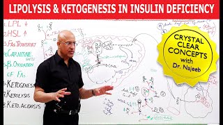 Lipolysis and Ketogenesis in severe Insulin Deficiency👨‍⚕️ [upl. by Atimed]