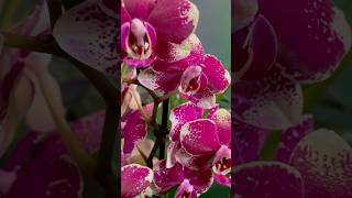 Phalaenopsis Anthura Rombley flower timelapse shop here httpslove8plants8harmony8etsycom [upl. by Yentirb]