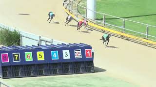 Gawler11092024Race5 [upl. by Rubenstein16]