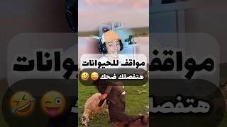 فيديوهات للحيوانات هتفصلك ضحك 😂❤️ مواقفكوميدية ضحك ميدا حيوانات [upl. by Auqenahs]