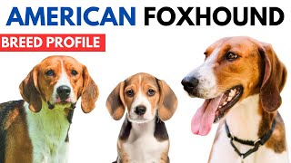 American Foxhound Breed Profile History  Price  Traits American Foxhound Grooming Needs  Lifespan [upl. by Rebah]