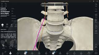 Lumbosacral plexus 4 Genitofemoral nerve شرح [upl. by Risley]