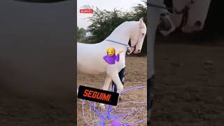 L  AKAL TECHE 🐴🐎🐴 shortvideo cavallo cavalli akalteche animali animale [upl. by Nnylanna]