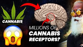 Why Brain Has Millions of Cannabinoid Receptors  Drugs  Addiction  Sadhguru  Adiyogi [upl. by Erena20]