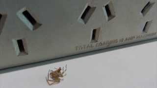 Spider Playing Dead  720p HD [upl. by Tanberg]