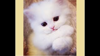 Cute Kittens videos  Funny And Cute KITTEN Compilation 2018 [upl. by Zetroc]