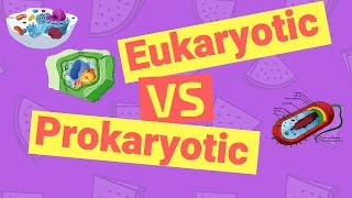 Difference Between Prokaryotic and Eukaryotic Cells [upl. by Kowalski]