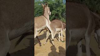 Donkey working ytshorts viralshorts animalsyoutubeshorts [upl. by Annail]