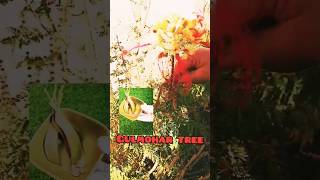 How to care💐Gulmohar tree gardengoalsshortsvideosviralvideo [upl. by Enelav]