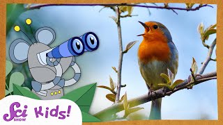 Lets Go Bird Watching  SciShow Kids Compilation [upl. by Binnie]