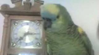 One of the best speaking Blue Front Amazon Parrots [upl. by Badr]